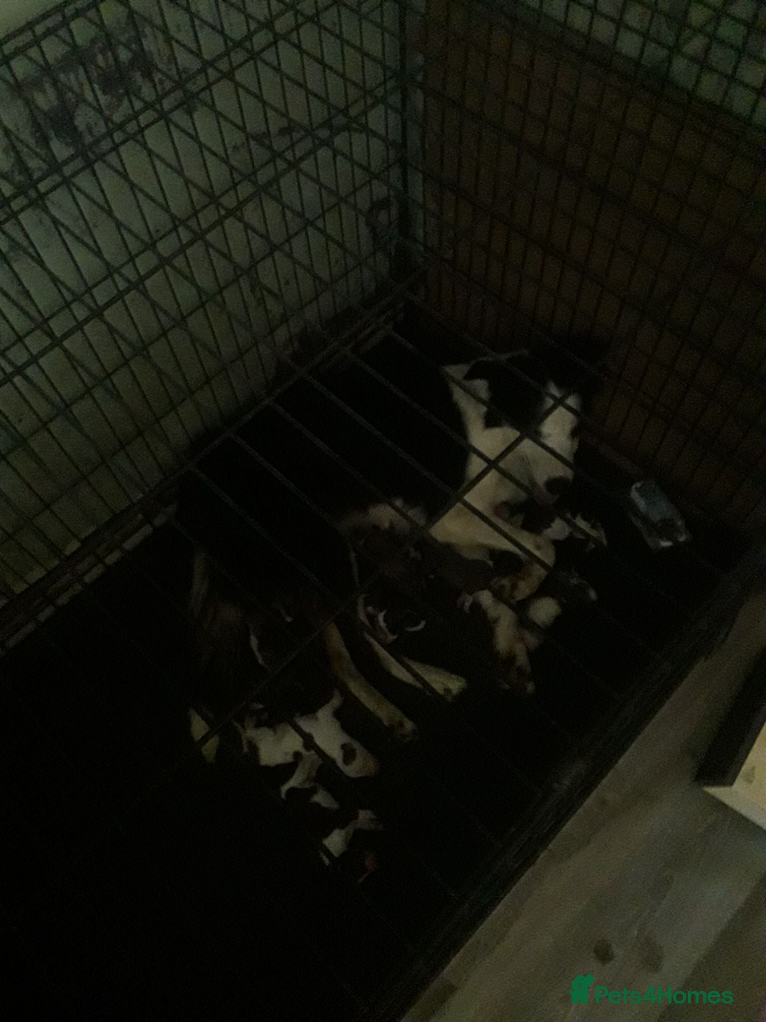 Mixed Breed dogs Beautiful litter of pups - Advert 2