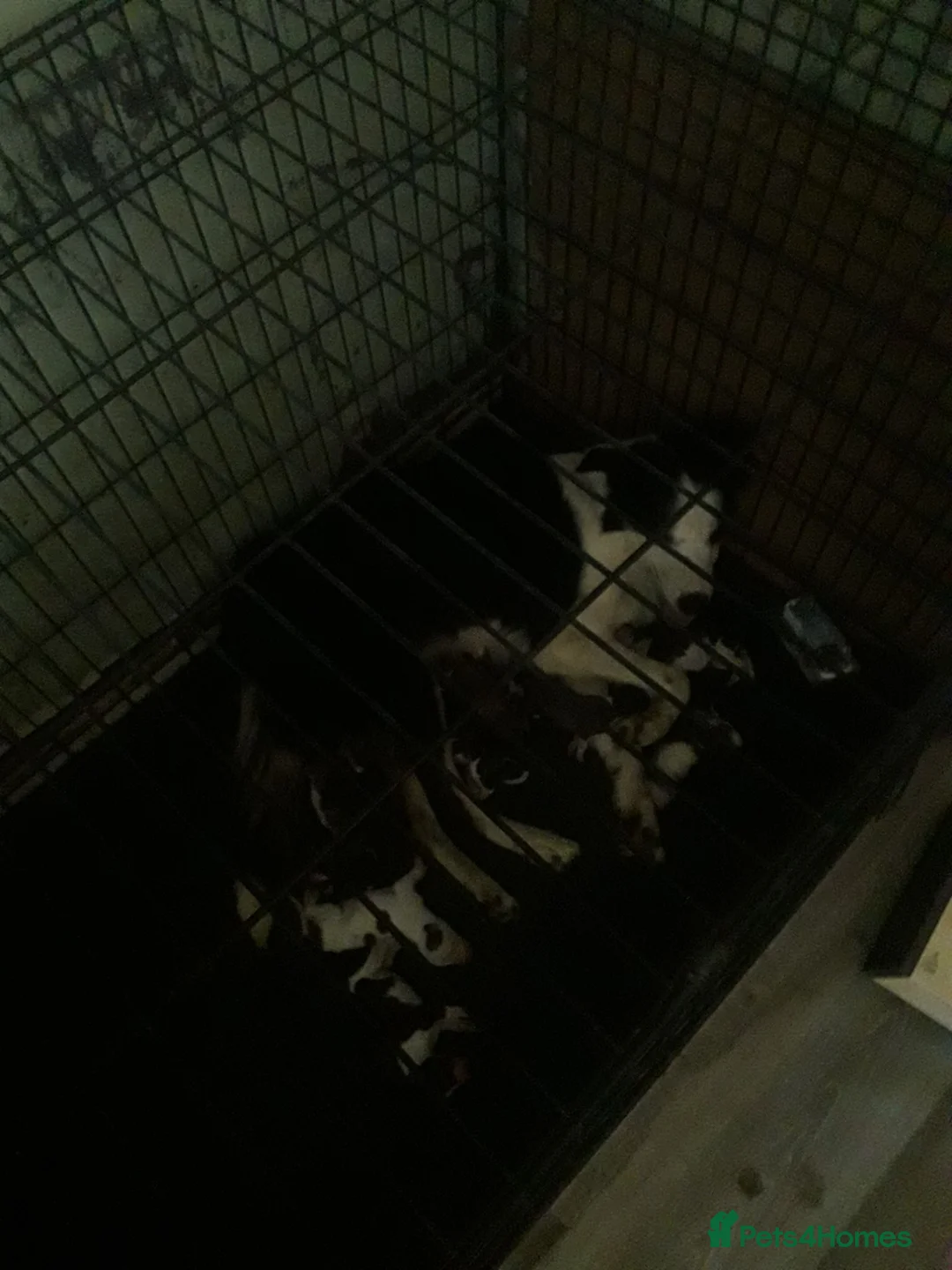 Mixed Breed dogs for sale: Beautiful litter of pups - Advert 1