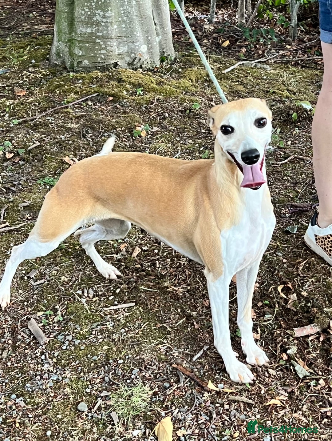 Whippet dogs for sale: Beautiful, gentle, friendly Whippet Girls  - Image 3