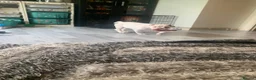 Mixed Breed dogs for sale: Olde English bulldog cross puppies - Advert 4
