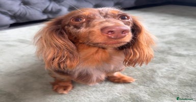 Miniature Dachshund dogs - Advert 2