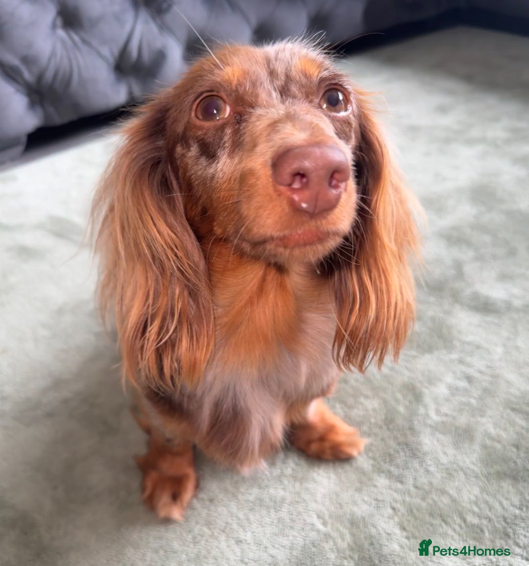 Long Haired Dachshunds For Sale Long Haired Red Dachshunds For