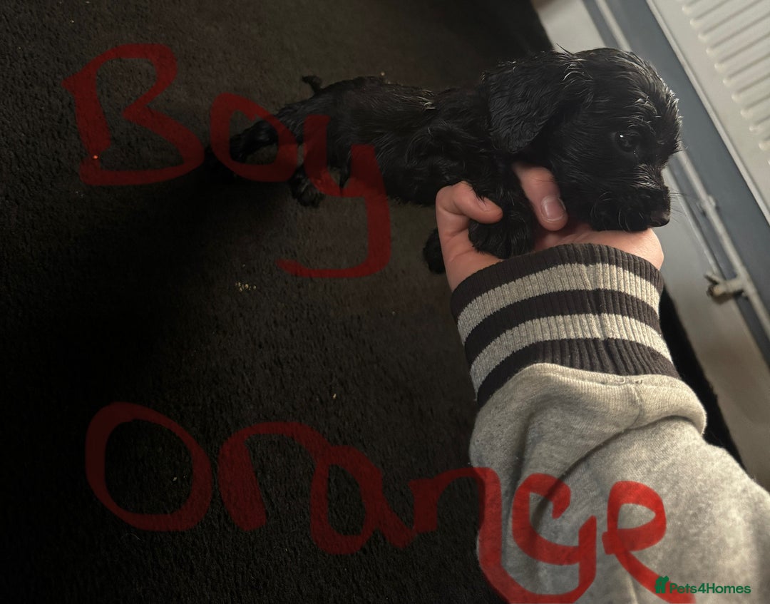 Cocker Spaniel dogs for sale: 3 Black cocker spaniels ready 8th December - Advert 4
