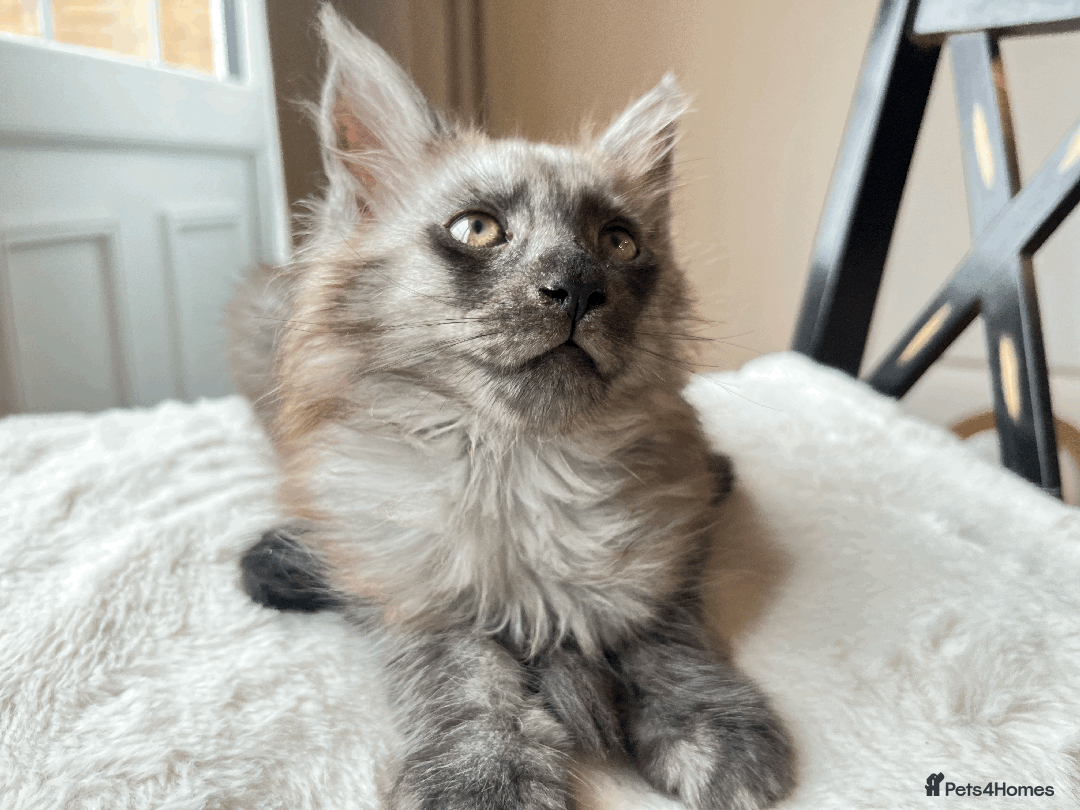 Maine Coon cats for sale: XXL CHAMPION RUSSIAN LINE.MAINE COON KITTENS - Advert 4