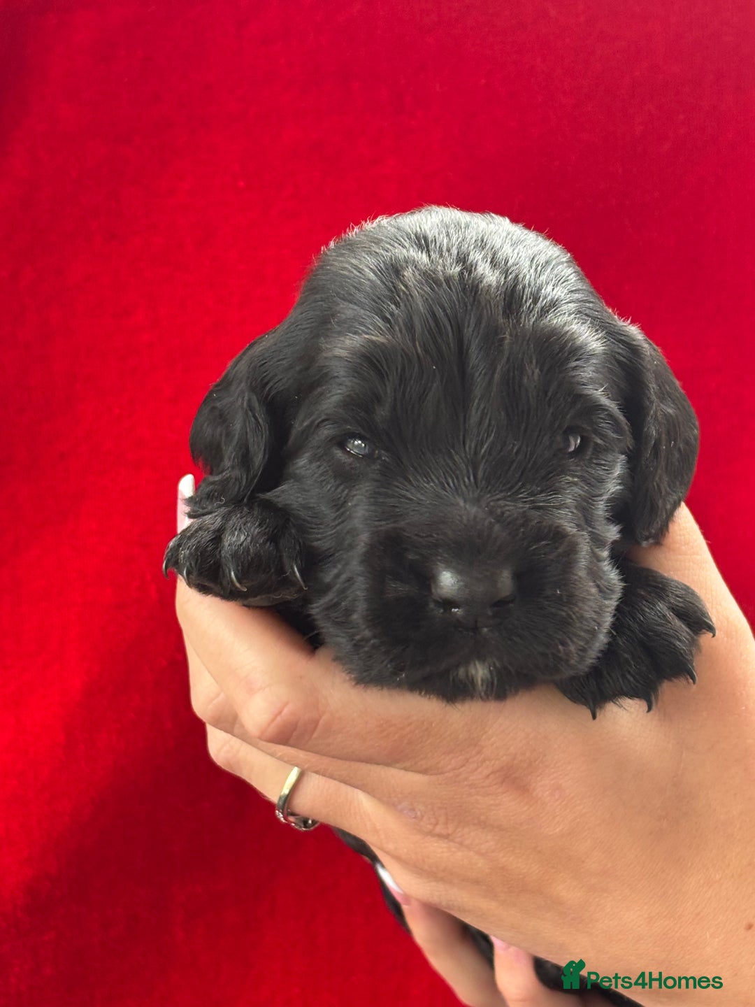 Cocker Spaniel dogs for sale: Working Cocker Spaniel Puppies - Advert 4