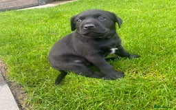 Labrador Retriever dogs for sale: Beautiful Labrador Puppies – 5 Girls & 3 Boys - Image 11