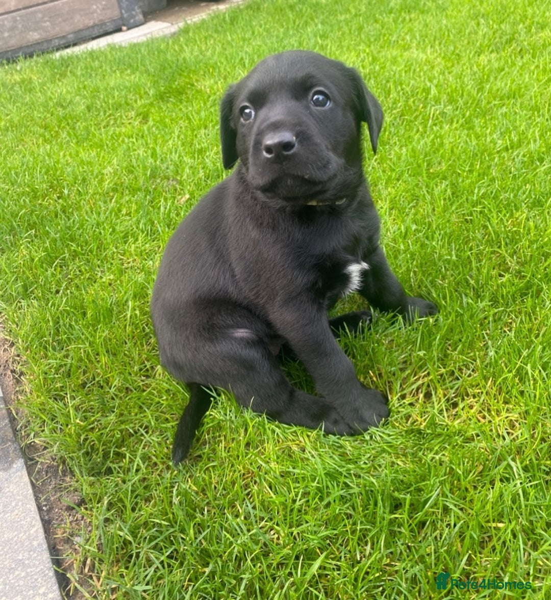 Labrador Retriever dogs for sale: Beautiful Labrador Puppies – 5 Girls & 3 Boys - Image 11
