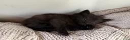 Persian cats for sale: Kitten for sale  in Buckingham - Advert 2