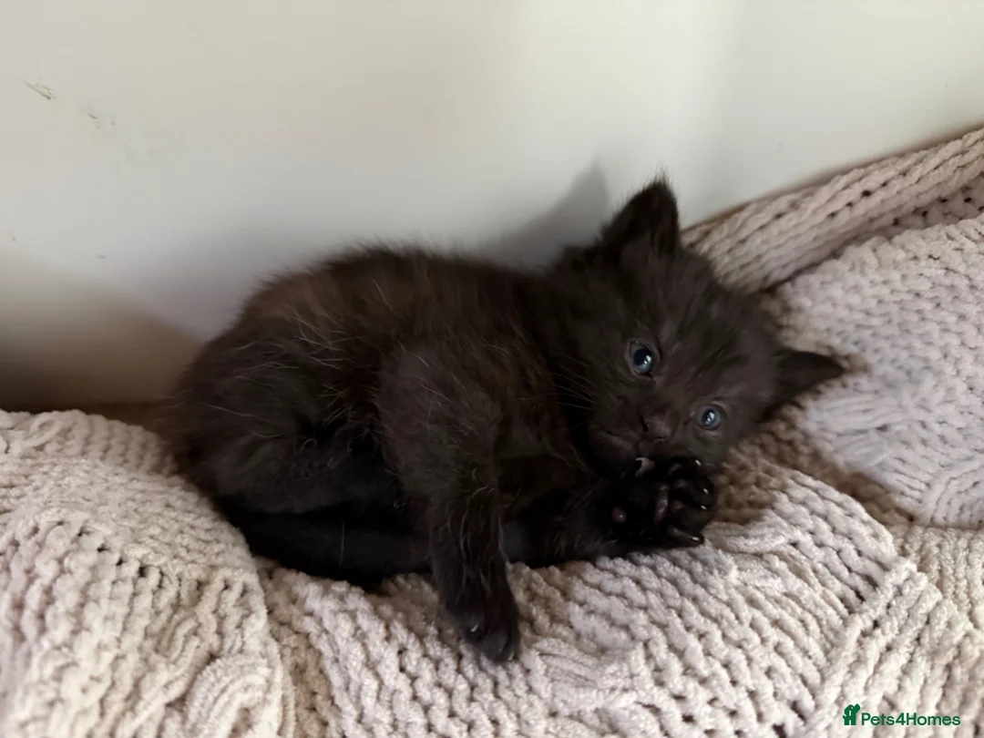 Persian cats for sale: Kitten for sale  in Buckingham - Advert 2