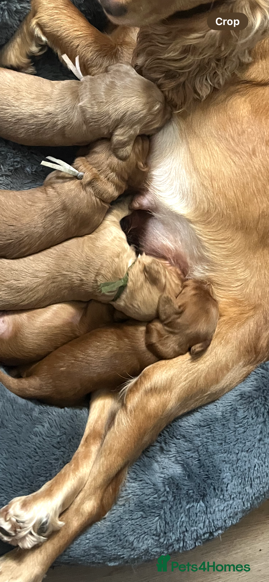 Mixed Breed dogs for sale: Beautiful Goldendoodle cross - Image 9