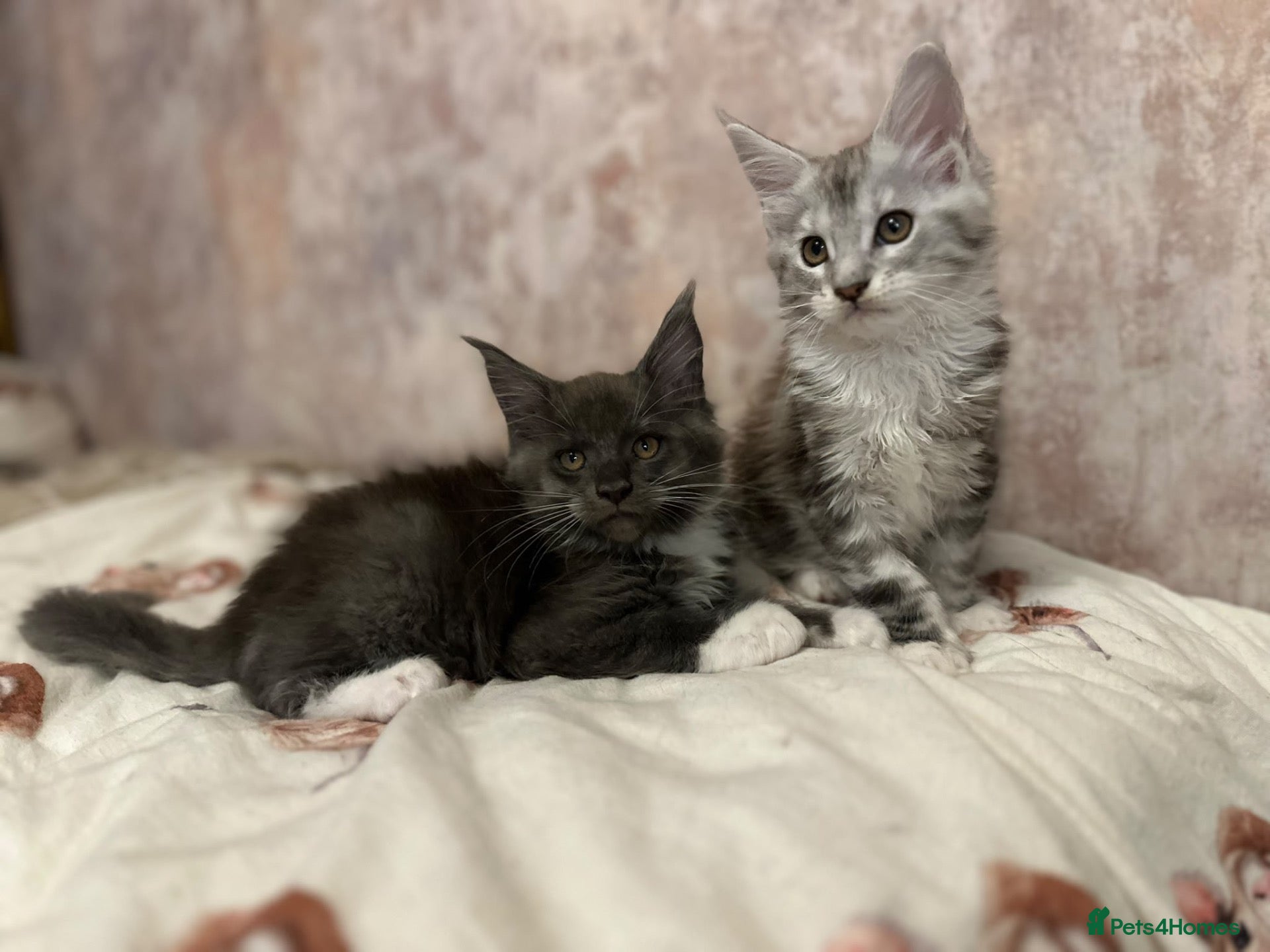 Maine Coon cats Stunning Maine Coon Litter Of Kittens  - Advert 11