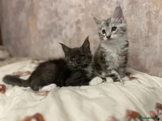 Maine Coon cats Stunning Maine Coon Litter Of Kittens - Advert 11