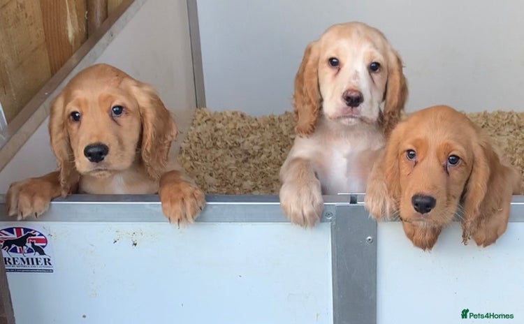 Cocker Spaniel dogs Superb KC Regd Red Working Cocker Spaniel puppies  - Advert 14