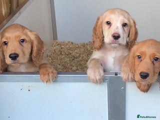 Cocker Spaniel dogs Superb KC Regd Red Working Cocker Spaniel puppies - Advert 8