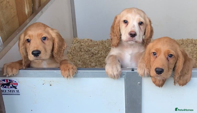 Cocker Spaniel dogs Superb KC Regd Red Working Cocker Spaniel puppies - Advert 1