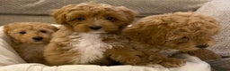 Cavapoo dogs for sale: RED & WHITE CAVAPOO PUPPIES TOP QUALITY BREEDER - Advert 5