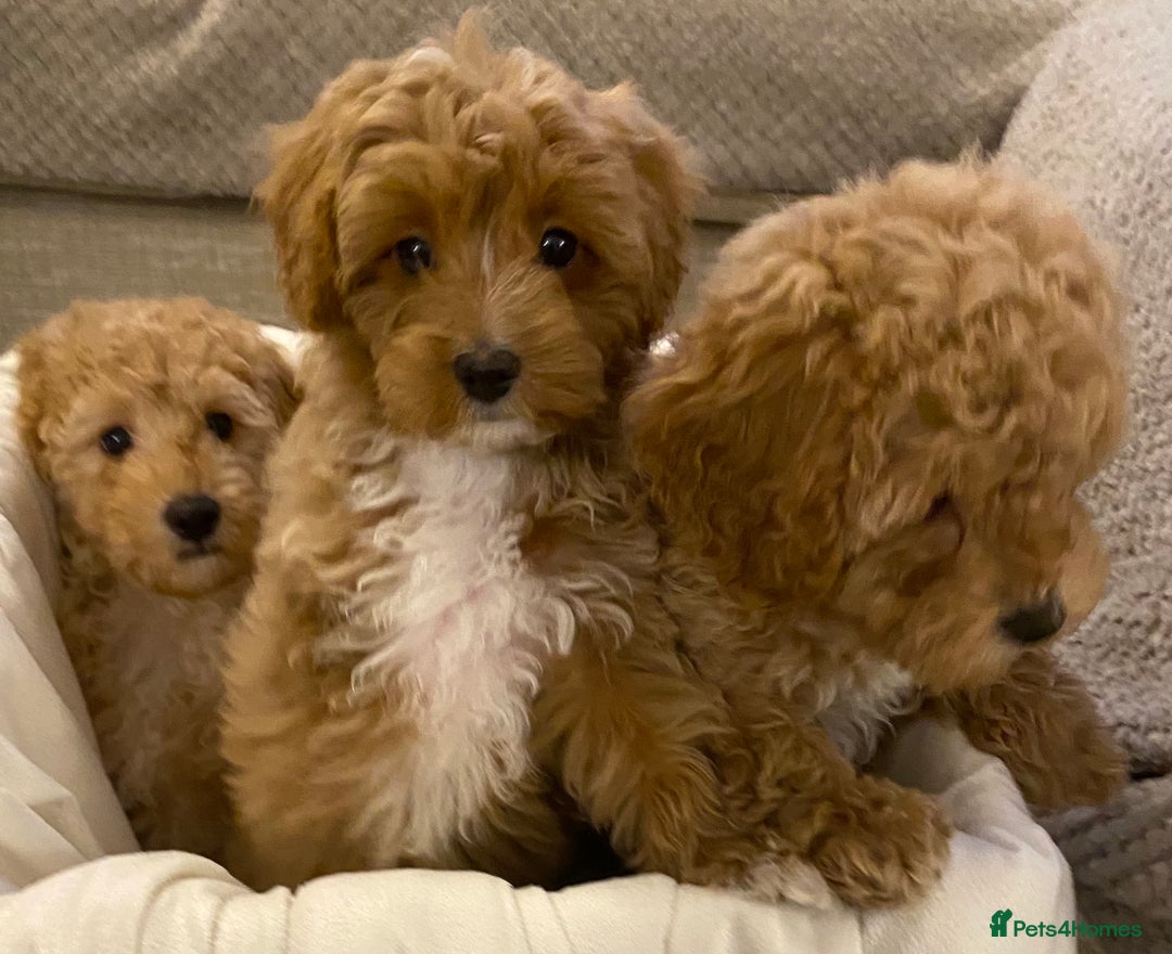 Cavapoo dogs for sale: RED & WHITE CAVAPOO PUPPIES TOP QUALITY BREEDER - Advert 5