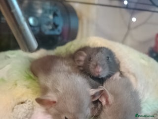 Rat rodents Dumbo baby rats for sale - Advert 1