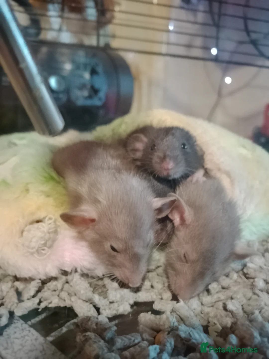 Rat rodents for sale: Dumbo baby rats for sale  - Advert 6