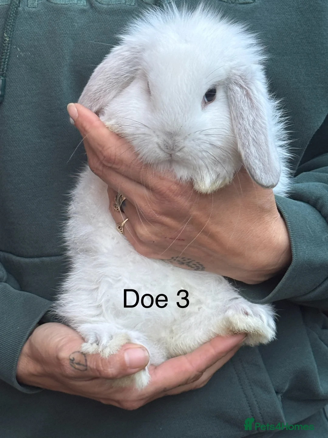 Mini Lop rabbits for sale: Pure mini lops - Advert 1
