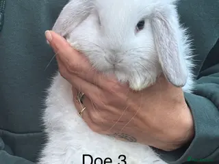Mini Lop rabbits Pure mini lops - Advert 1
