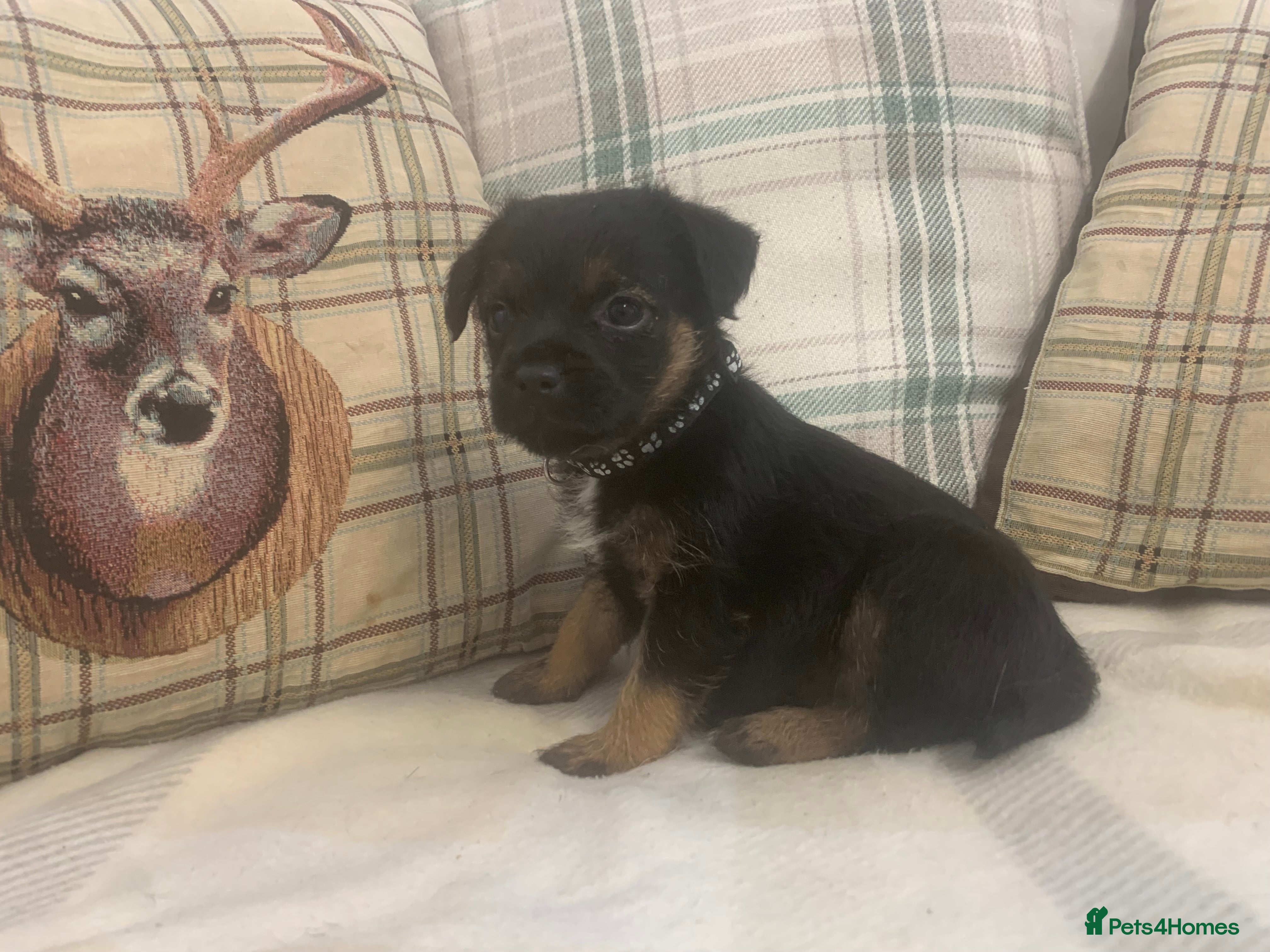 Border Terrier dogs KC reg border terrier puppies  - Advert 2
