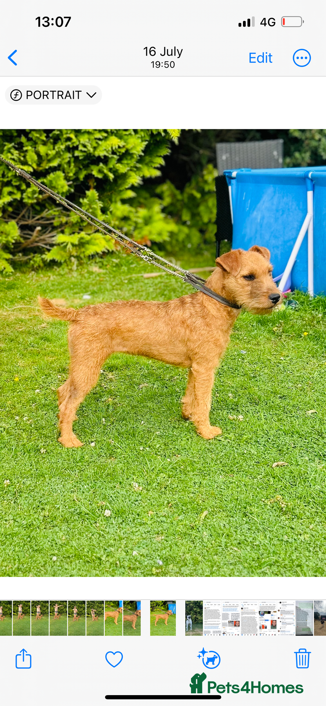 Mixed Breed dogs for sale: Lakeland x Russell pups  - Advert 13