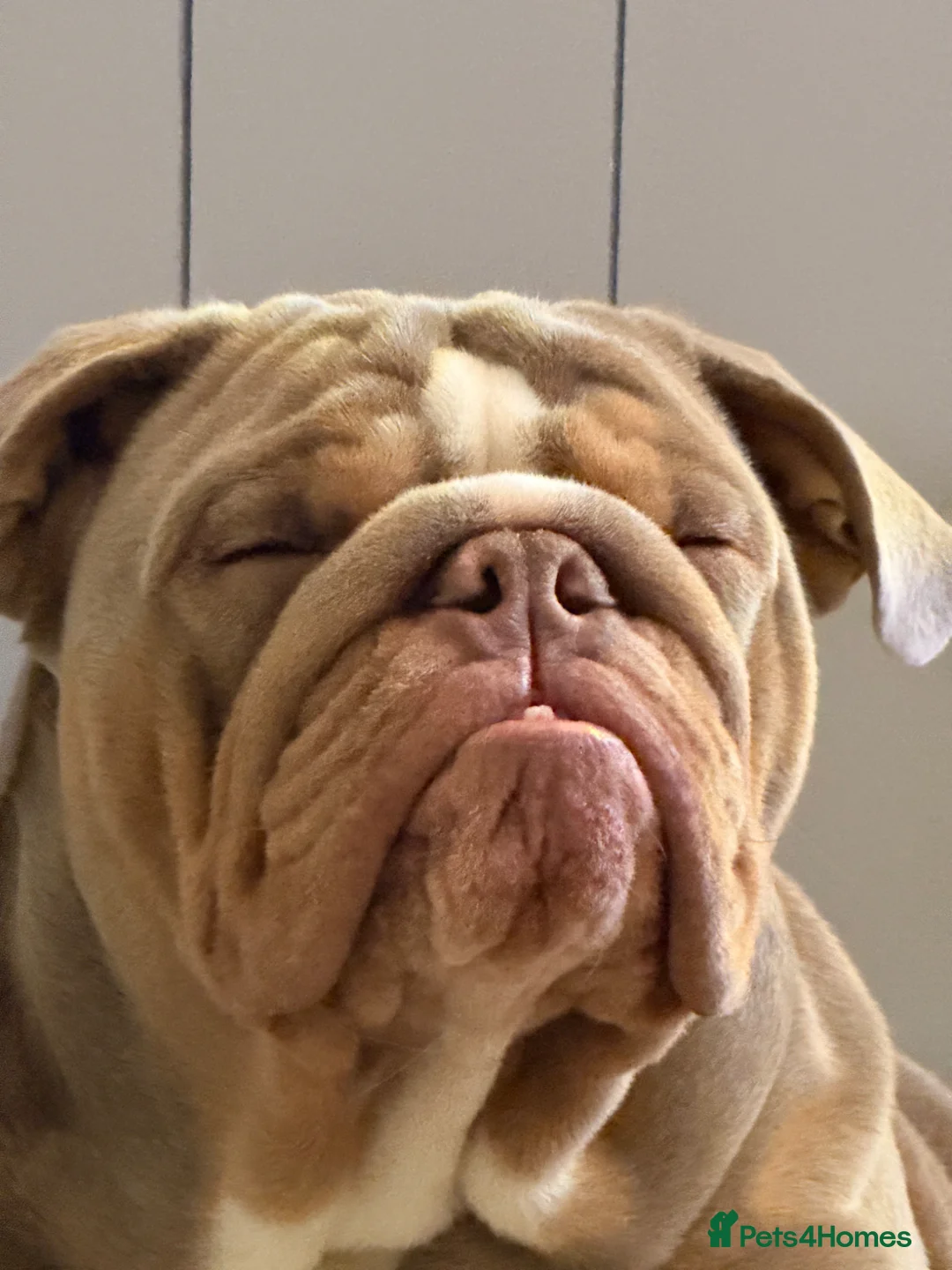 English Bulldog dogs for sale: 1 year old English Bulldog - Advert 5