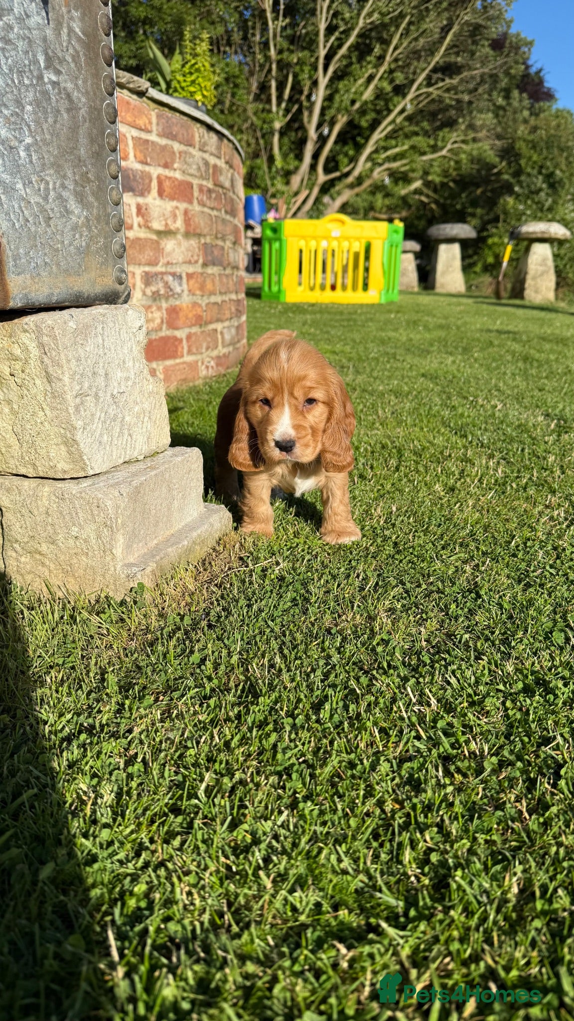 Cocker Spaniel dogs ✨ one golden boy available ✨ - Advert 7