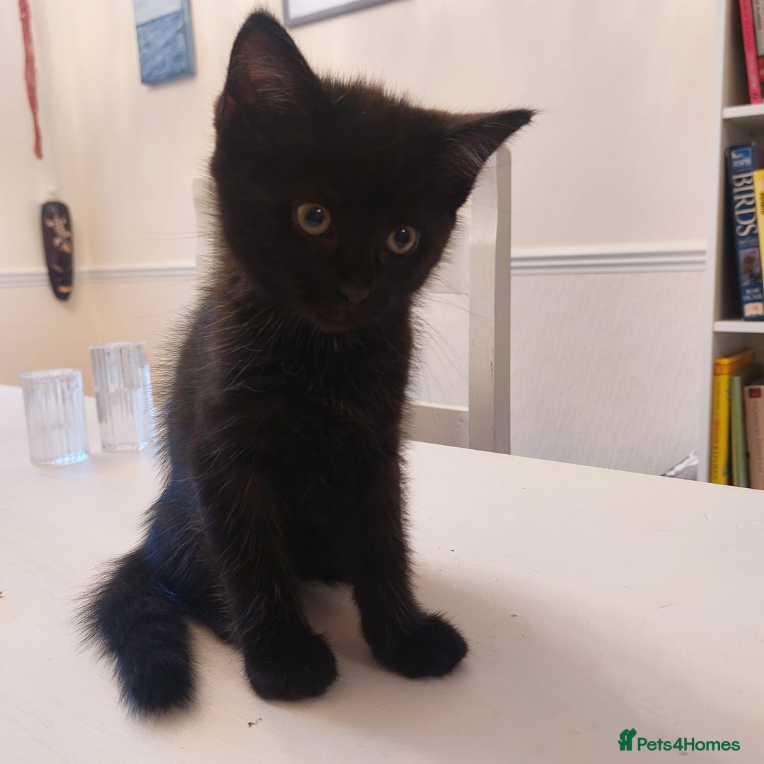 Mixed Breed cats for sale: Ragdoll x black tabby  - Image 3