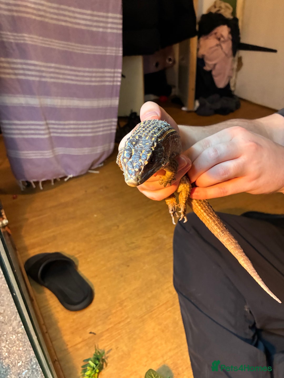 Lizard reptiles for sale: Pair of Sudan plated lizards - Advert 8