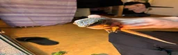 Lizard reptiles for sale: Pair of Sudan plated lizards - Advert 8