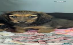 Miniature Dachshund dogs for sale: Longhair mini dachshund  - Advert 4