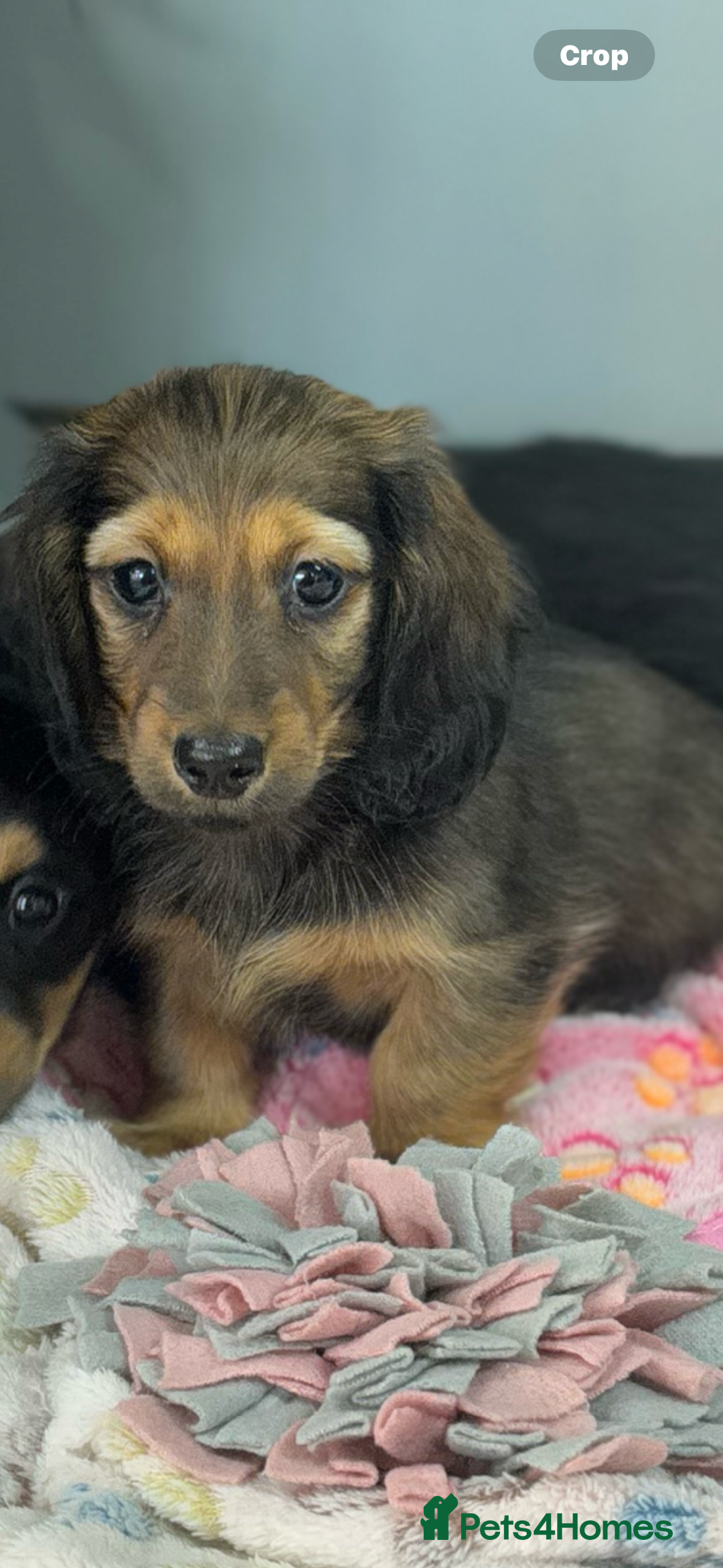 Miniature Dachshund dogs for sale: Longhair mini dachshund  - Advert 4