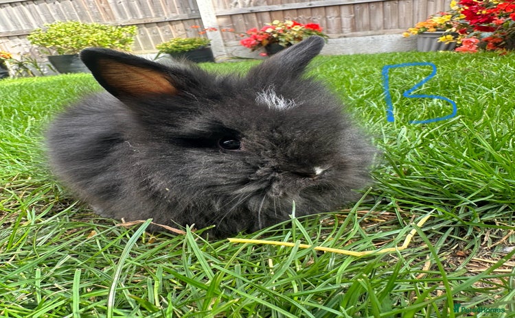 Lionhead rabbits - Advert 3