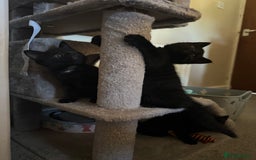 Mixed Breed cats for sale: Beautiful female kitten available  - Image 4