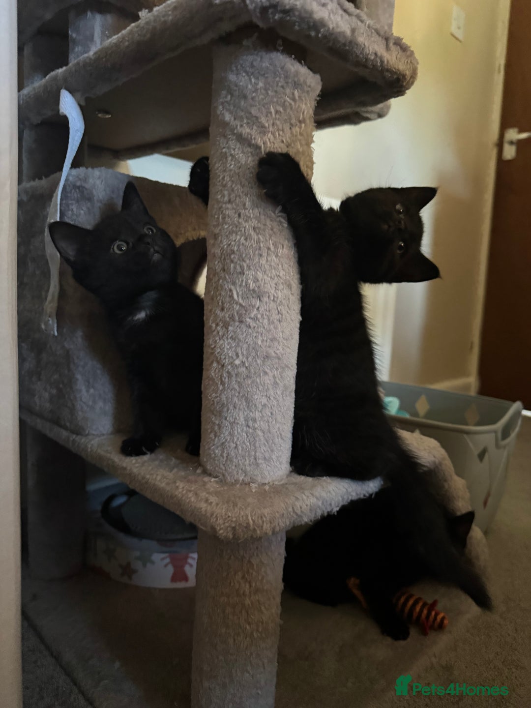 Mixed Breed cats for sale: Beautiful female kitten available  - Image 4