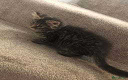 Mixed Breed cats for sale: Gorgeous Tabby Girl Kittens Ready  - Image 12