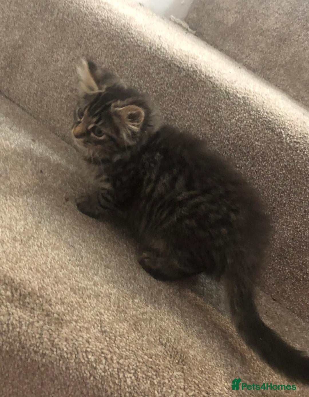 Mixed Breed cats for sale: Gorgeous Tabby Girl Kittens Ready  - Image 12