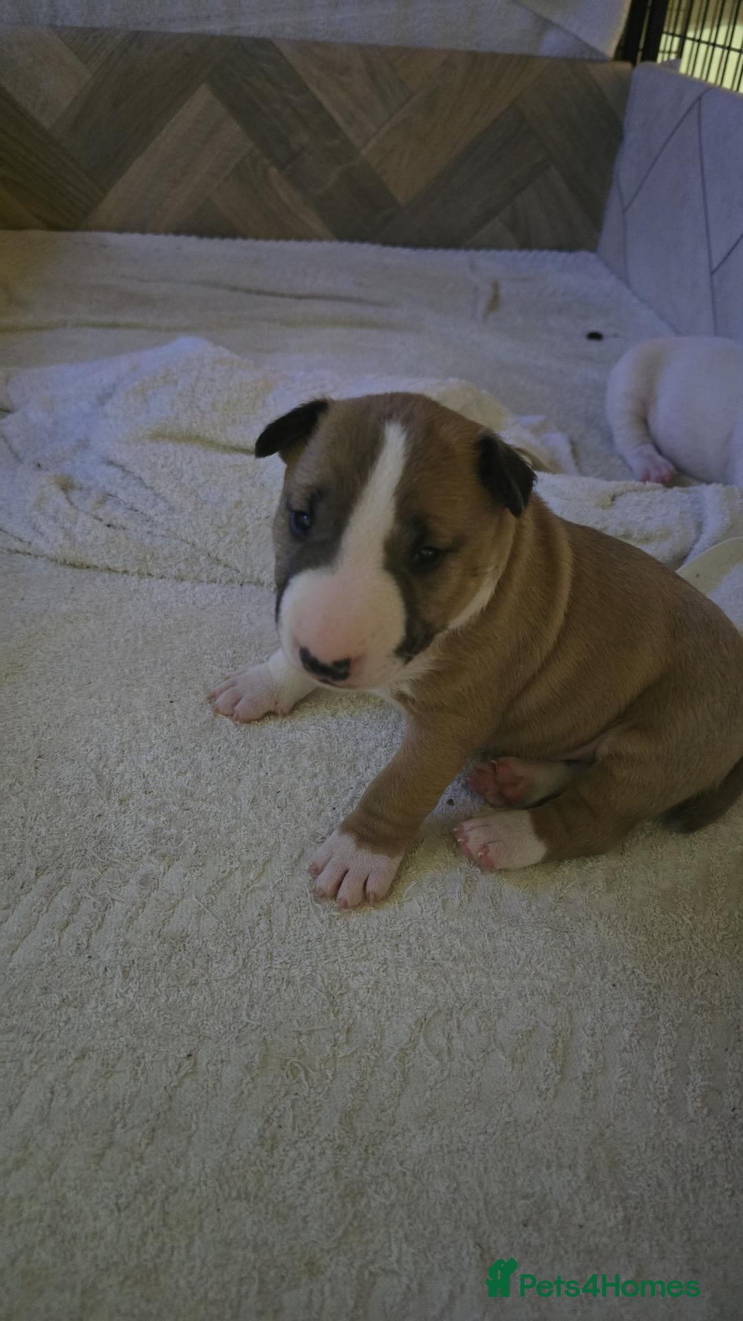 Miniature Bull terrier dogs for sale: Fawn and White MBT Boy - Advert 2