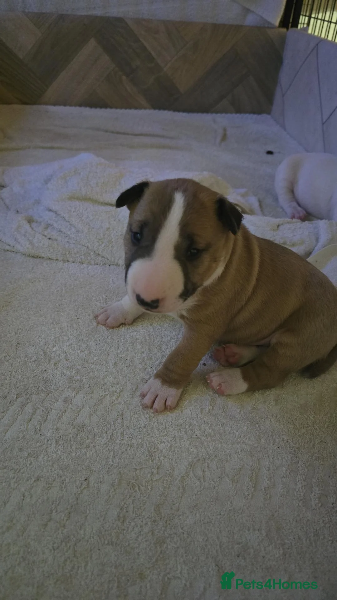 Miniature Bull terrier dogs for sale: Fawn and White MBT Boy - Advert 2