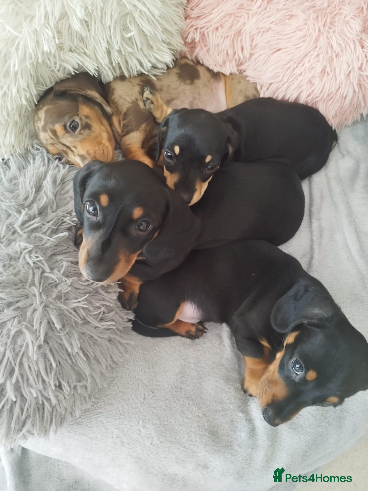 Miniature Dachshund dogs for sale: MINIATURE DACHSHUND! - Advert 1