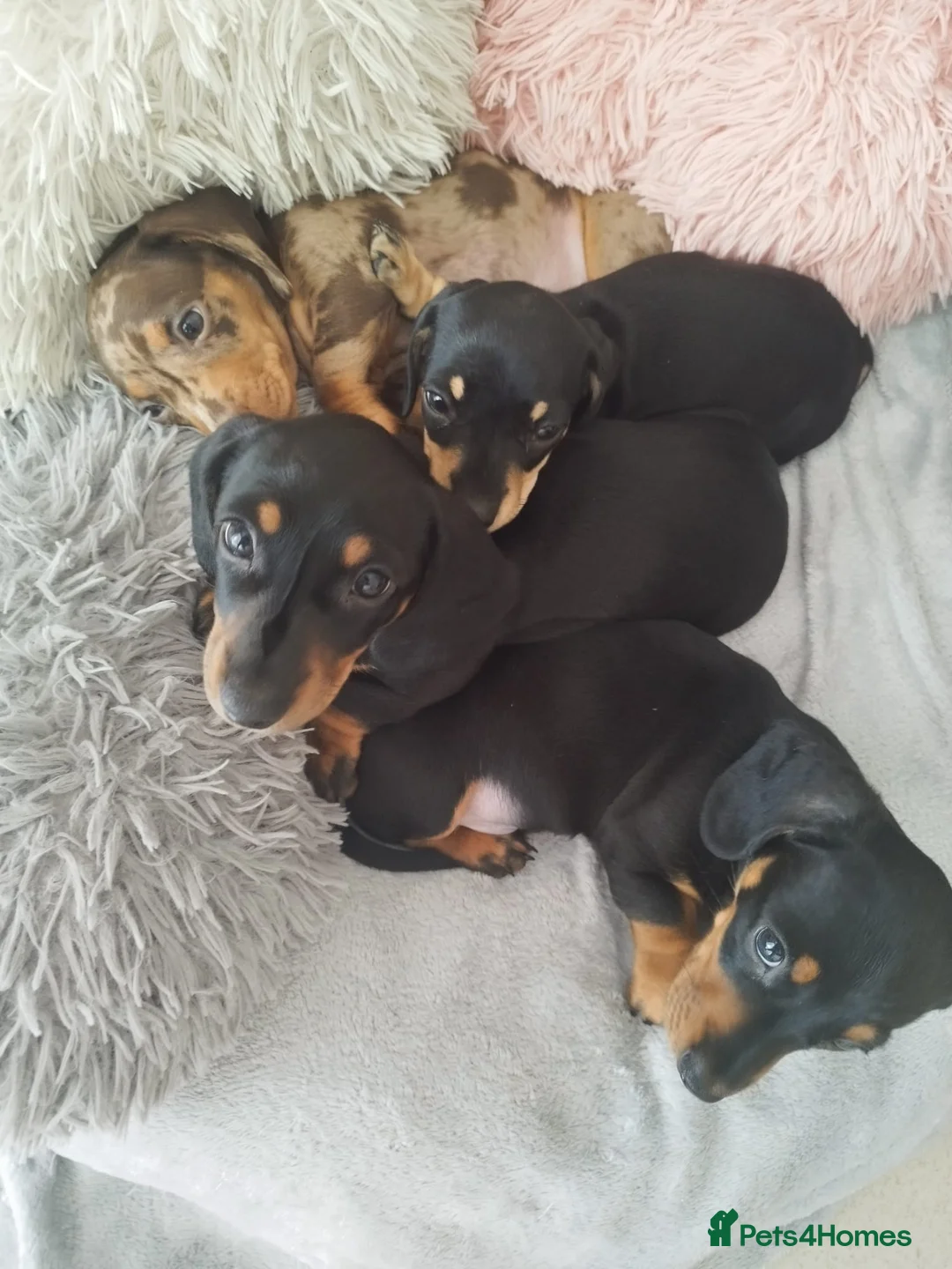 Miniature Dachshund dogs for sale: MINIATURE DACHSHUND! - Advert 1