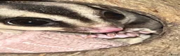 Sugar Glider rodents for sale: 2 female sugar glders in South Ockendon - Advert 6