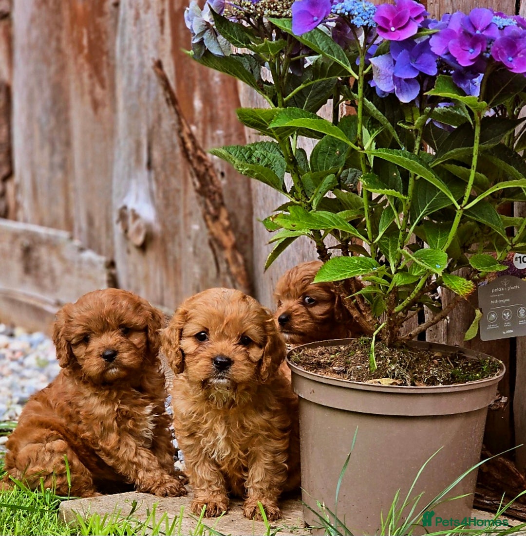 Cavapoo dogs for sale: Ruby red cavapoo puppies - Image 2