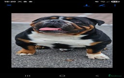 English Bulldog dogs for stud: KC BRITISH BULLDOG FOR STUD in Basildon - Image 4