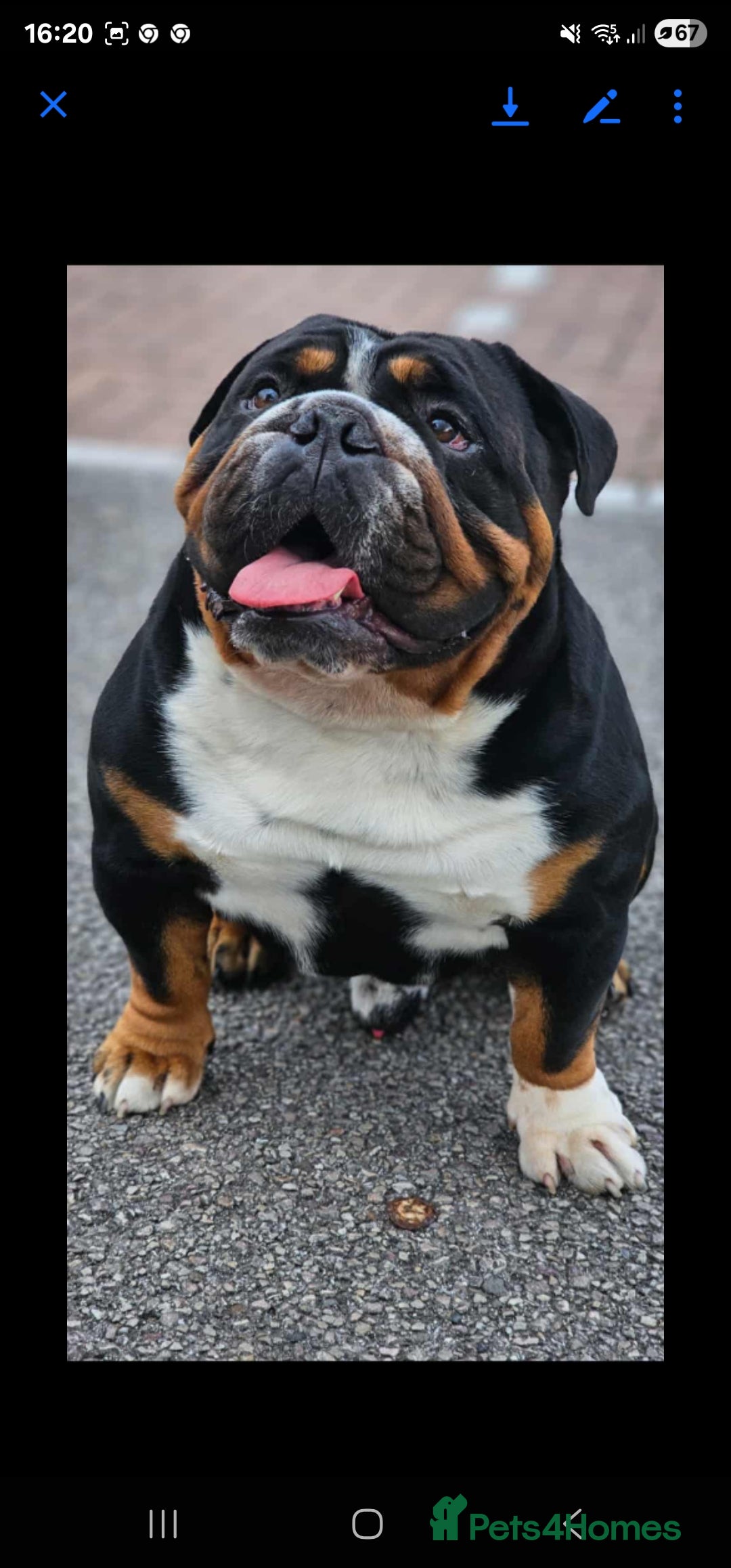 English Bulldog dogs for stud: KC BRITISH BULLDOG FOR STUD in Basildon - Image 4