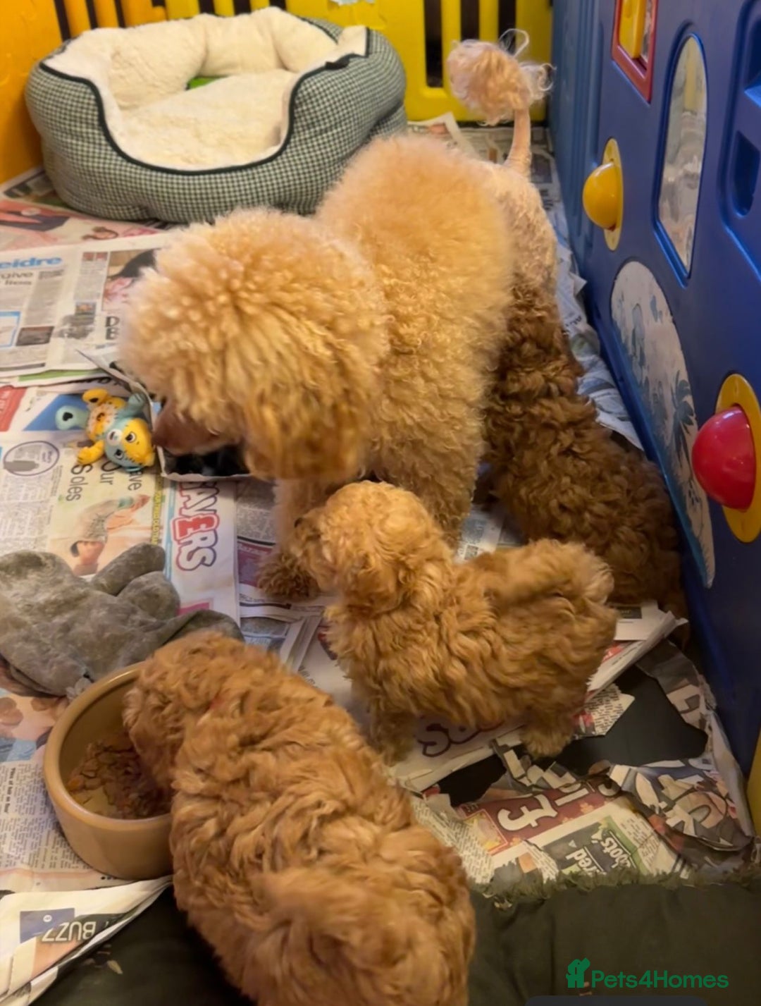 Toy Poodle dogs for sale: Beautiful RED & APRICOT Toy Poodles  - Advert 14