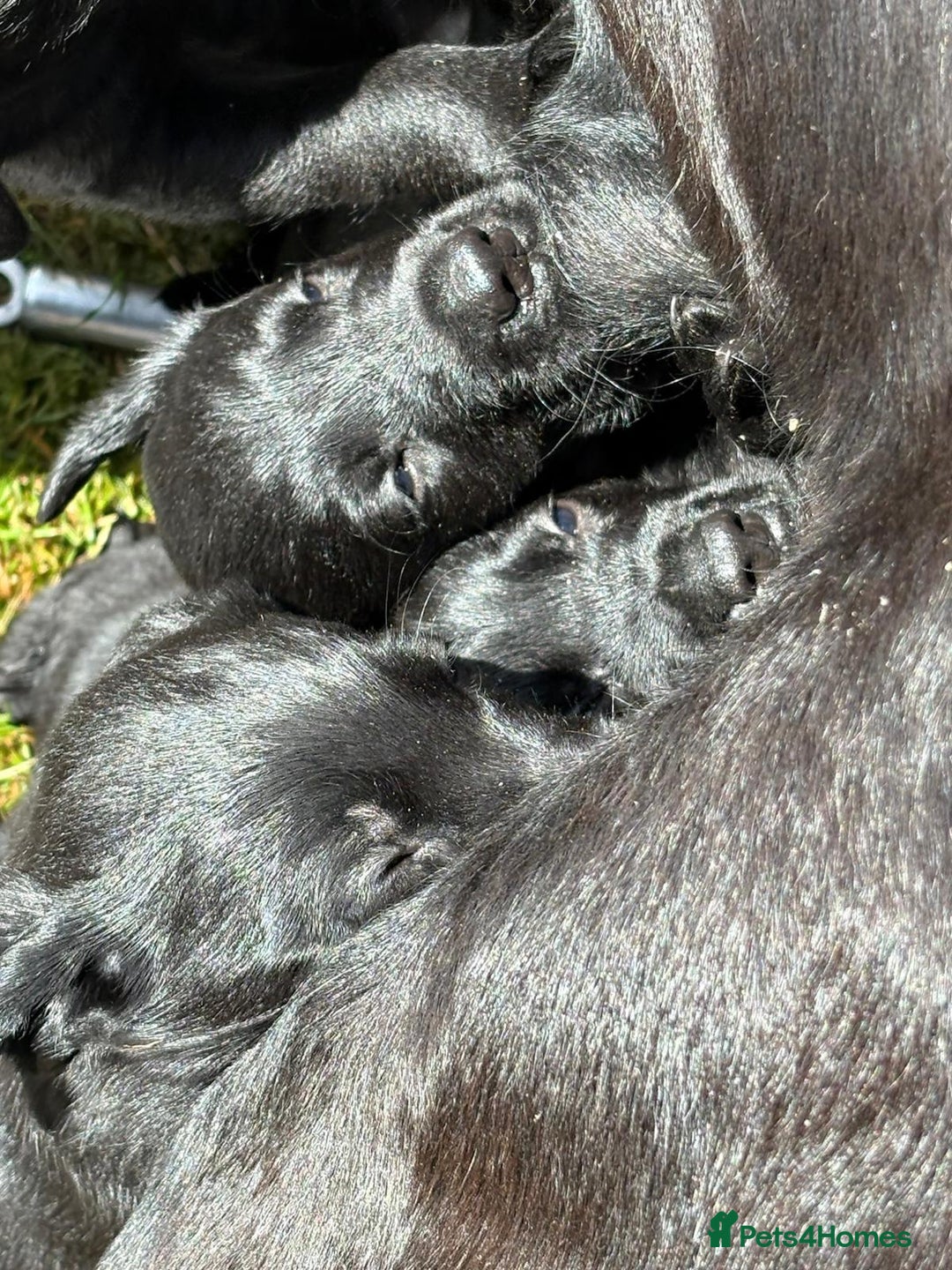 Mixed Breed dogs for sale: Flat coat retriever x black labrador - Image 5