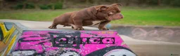 American Bully dogs for stud: Certified ladies man  - Advert 2